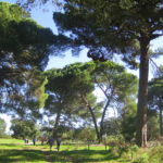 StarTree participants wandering under stone pines in Portugal